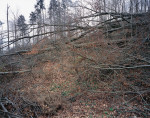 Windwurf im Habsburgwald durch den Sturm „Lothar“, Hausen b. Brugg AG (30. 8. 2000 / 26. 3. 2001)  © documenta natura